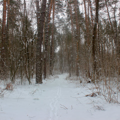 Зимовий ліс