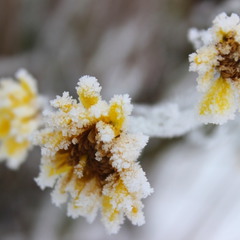 Хризантеми в снігу.