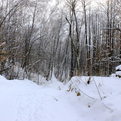 ліс сніг зима