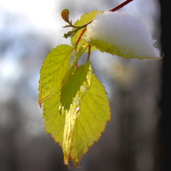 Холодний сніг на молодому листі