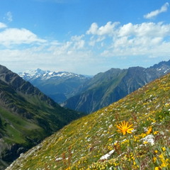 альпийские луга