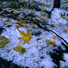 Перший сніг, останнє листя