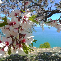 Люблю, когда цветут Миндальные деревья...