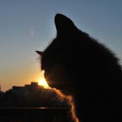 Світанковий кіт із сонячними вусами