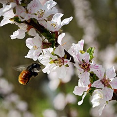 Бджілка-трудівниця