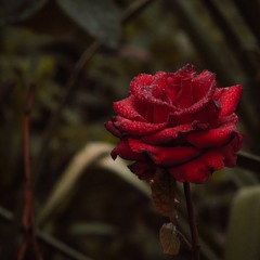 Осенняя роза.....