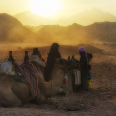 Бедуины