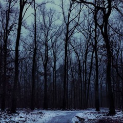 dark Forest