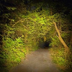 Лесной туннель №2