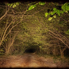 Лесной туннель