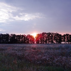 закат у полях Київщини