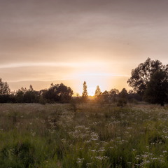 Захід сонця над метеликовим полем