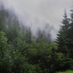 Alpine Deep Forest