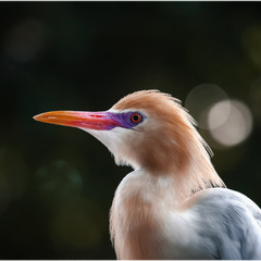 Египетская цапля...парк птиц...Куала Лумпур.Малайзия.