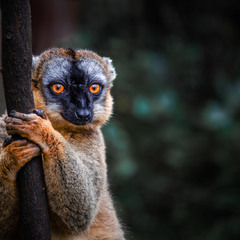 В тропических лесах Мадагаскара...