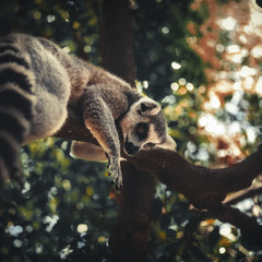 В тропических лесах Мадагаскара...Лемурляндия !