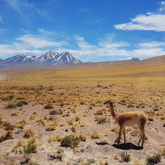 Наедине с природой... Боливия!