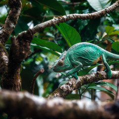 Мадагаскарский хамелеон...Путешествуя по Мадагаскару!