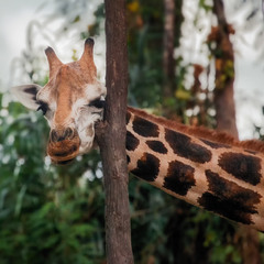 А у жирафа шея длинная... Танзания!