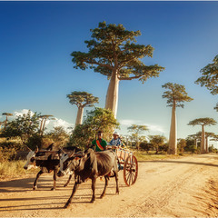 Мадагаскар,долина баобабов,заход солнца и люди...