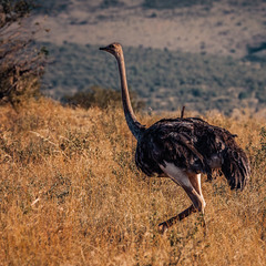 Африканский страус...Кения!