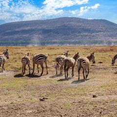 "Стали к горе передом,а к фотографу задом"... зебры,саванна,Кения!