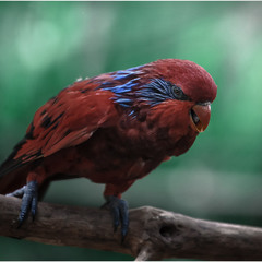 Попугай сидит на ветке , яркой красочной расцветки,иногда кричит по- птичьи...
