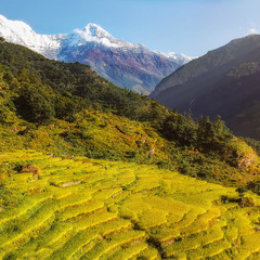 Утро в Гималаях...Непал!(из архива).