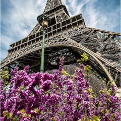 Париж...цветы...Эйфелева башня...