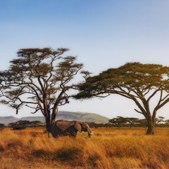 Перед закатом.Саванный слон...Танзания!
