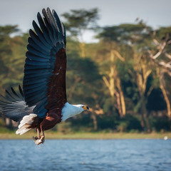 Удачная охота...Кения...озеро Найваша.