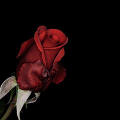 Красная роза...