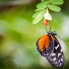 Парк бабочек в Куала-Лумпур, или красота – страшная сила!(из архива).