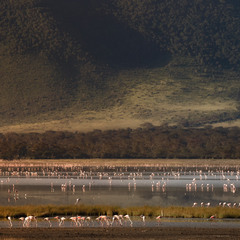 "Страна, где много-много диких ... фламинго"...Танзания!