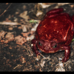 Красная лягушка с Мадагаскара называется ЛЯГУШКА-ПОМИДОР!!!