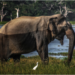 Молодой красавец слон...сафари на Шри-Ланке: Национальный парк Яла...