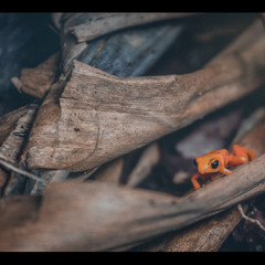 "Гиганто..."Золотая мантелла (Mantella aurantiaca) — вид небольших по величине лягушек.Мадагаскар!