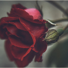 В тебе есть ВСЁ- шипы и розы… Пленял меня твой пыл и слёзы…