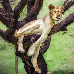 "Царь"...он и на дереве "Царь"...Танзания!