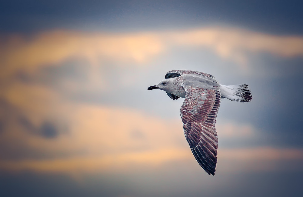 бекас вверх. картинки красивые разные. птица на з. птица на з. свободолюбивая птица.