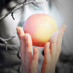 История одного яблочка