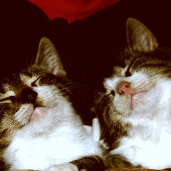 коты тоже улыбаются))))