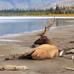 Канадский олень на берегу реки Атабаска