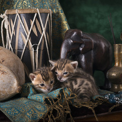 Натюрморт с бенгальскими котятами II