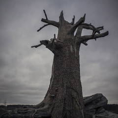 Кам'яне дерево