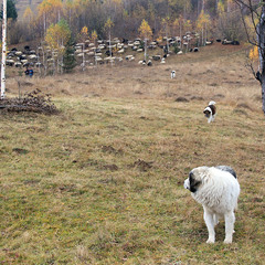 Вівці спустились з полонин