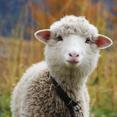 Закарпатська овечка