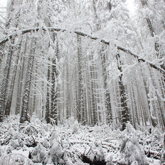 Зимова лісова арка