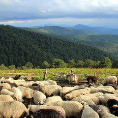 Вівці на схилах гори Опреша