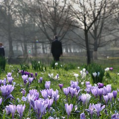 весна в парке